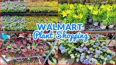 WALMART GARDEN CENTER PLANT SHOPPING! PERENNIALS ANNUALS OUTDOOR INDOOR ...