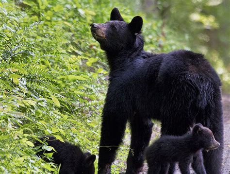 Black Bear Mother and Her Cubs by JonUriah on DeviantArt