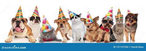 Adorable Cats and Dogs Wearing Colorful Birthday Hats Looking Funny ...