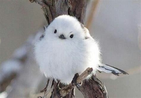 This Is The Korean Crow-Tit - The World's Cutest Bird!