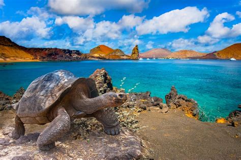 The Galapagos Islands Will Raise Its Entrance Fee Dramatically For The ...