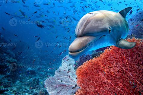 dolphin underwater on blue ocean background 12213754 Stock Photo at Vecteezy