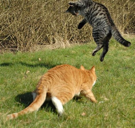 Ninja fight of two cats (17 pics) - Izismile.com