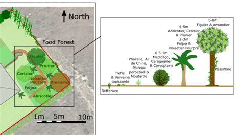 How to establish a Food Forest - Permaculture Journeys