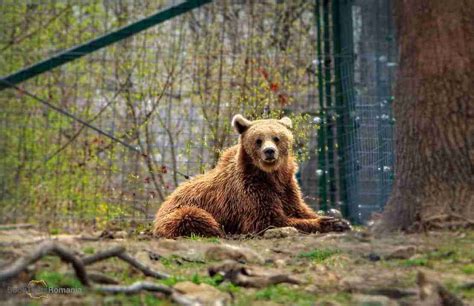 Romania's Wildlife, Diverse And Fascinating - Book Tours Romania