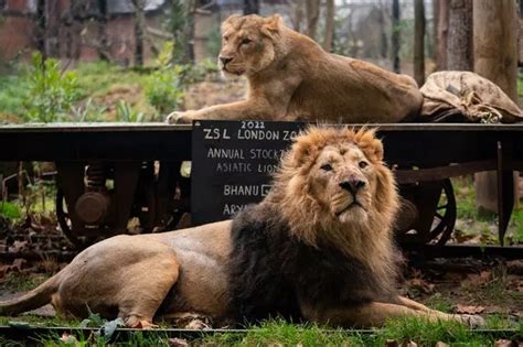 London Zoo’s most famous gorilla which arrived holding a hot water bottle - MyLondon