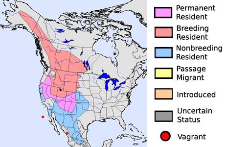 The Camara Group (the awesone blog): Eastern Bluebird Migration