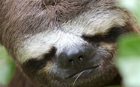 Sleeping Sloth : sloths