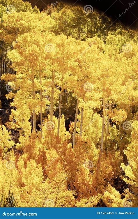 Aspen, Fall Colors 6 stock image. Image of season, california - 1267451