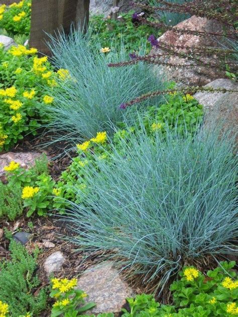 Spring Tasks: Dividing the Blue Fescue | 1000 in 2020 | Blue fescue, Short ornamental grasses ...