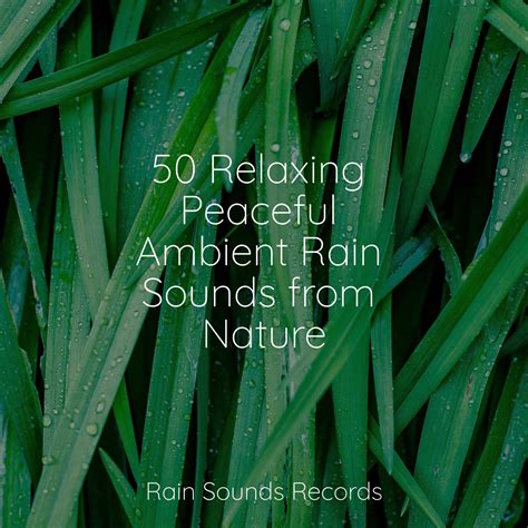 50 Relaxing Peaceful Ambient Rain Sounds from Nature - Musica Relajante - 专辑 - 网易云音乐