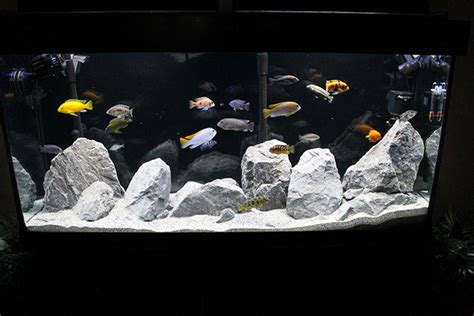 Photo #1 - Feast Your Eyes On My Mixed African Cichlid Tank!...