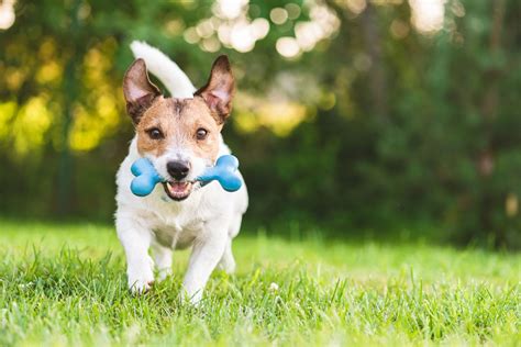 Best Toys for Your Dog to Play With