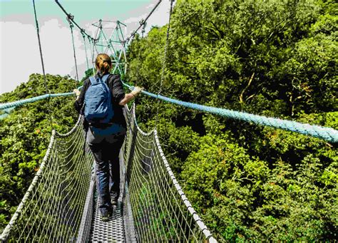 Canopy Walk In Nyungwe Forest National Park Rwanda