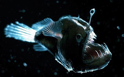 Image result for angler fish Deep Sea Creatures, Beautiful Sea ...