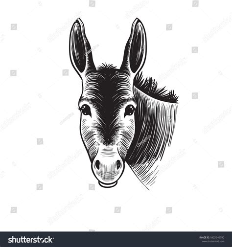 23 imagens de Donkey head facing forward Imagens, fotos stock e vetores | Shutterstock