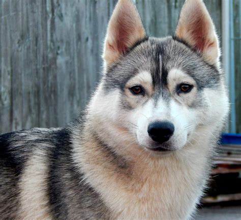 Brown eyed Siberian husky | Siberian husky, Husky, White siberian husky