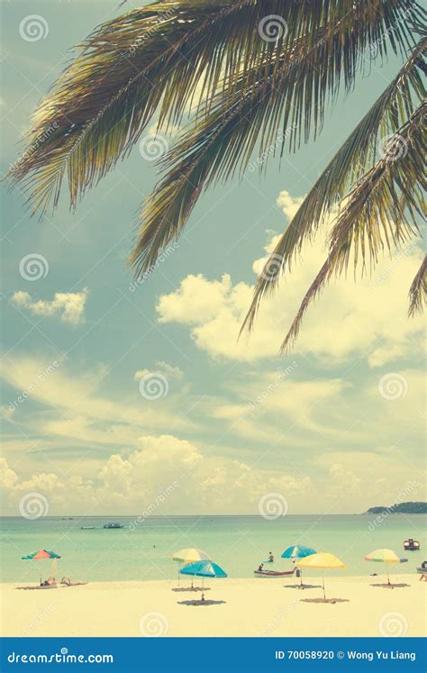 Beach coconut tree stock photo. Image of hawaii, paradise - 70058920