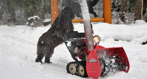 Newfoundland Dog Works Snowblower So Well The Neighbors Want to Hire Her