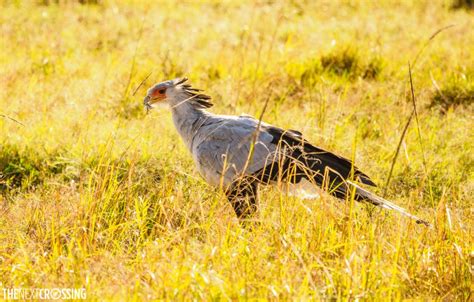 Masai Mara Ecosystem | Wildlife, Culture and Conservation