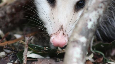 Possums in Mythology and Folklore Around the WorldNeed Magazine