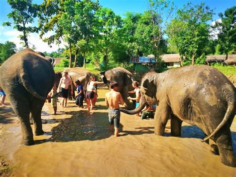 Elephant Sanctuary Park Near Bangkok Single Day Tour