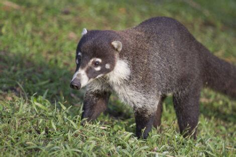 Badgers: characteristics, habitat, and behaviors. Learn all about them ...