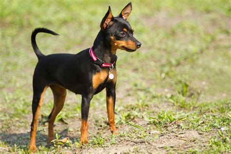 Are Miniature Pinscher Noisy