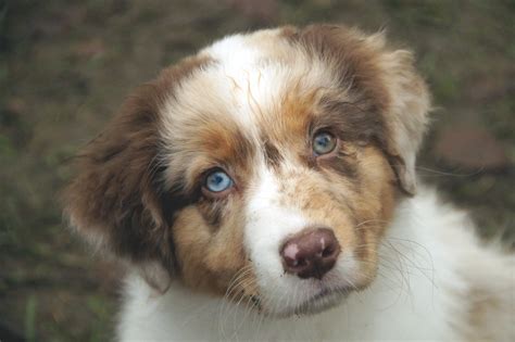 Dog Puppy Australian Shepherd Free Stock Photo - Public Domain Pictures