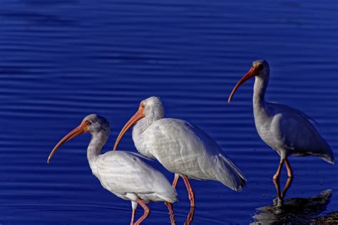 Florida Shorebirds – Photos by Bryan Baker