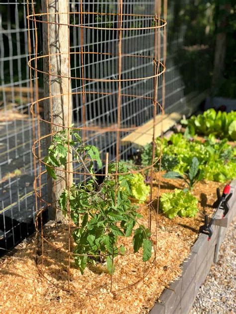 How To Make A Sturdy DIY Tomato Cage (With Pictures) - Growfully