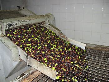 Olive Oil Tour: Sabina olive oil tasting and tour from Rome and visit to Farfa Abbey