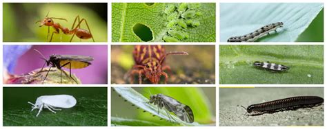 16 Common Garden Pests And How to Get Rid of Them