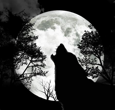 Wolf Howling At The Moon Wallpaper (66+ images)