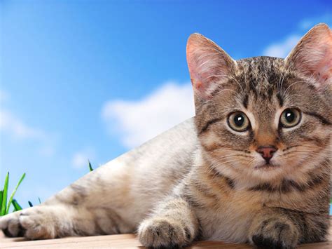 Free Cat Wallpapers For Desktop - WallpaperSafari