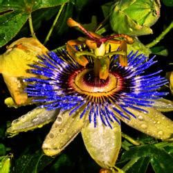 Passion Flower (Passiflora 'Blue Horizon') - Garden.org