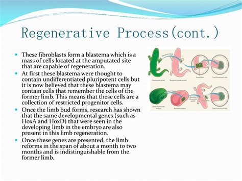 PPT - Axolotl Limb Regeneration PowerPoint Presentation, free download - ID:3544337