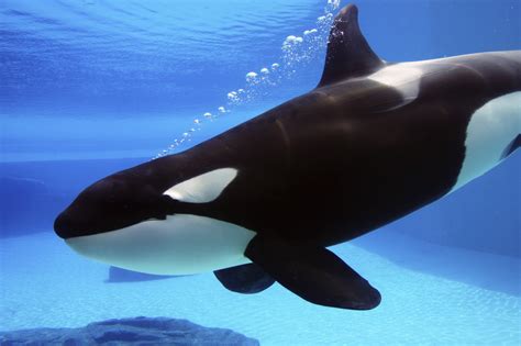 Captive killer whales share personality traits with humans and chimps | Earth | EarthSky