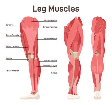 Leg Muscle Anatomy Images – Browse 91,773 Stock Photos, Vectors, and Video | Adobe Stock