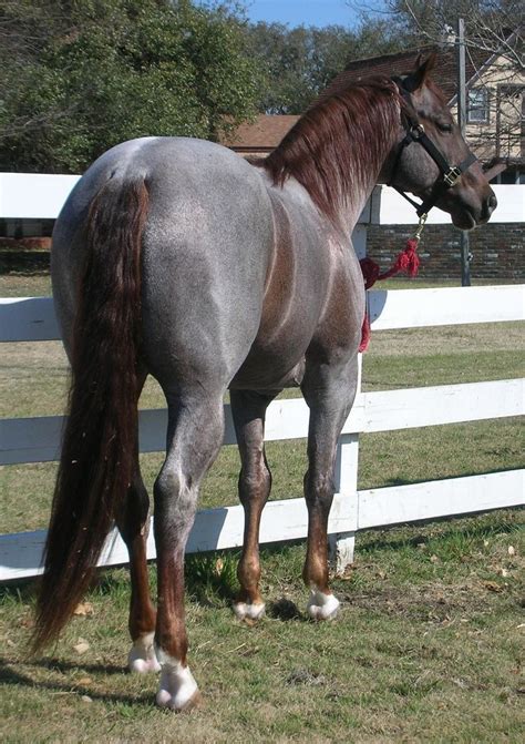 17 Best images about Roan Horses on Pinterest | Coloring, American quarter horse and Bays