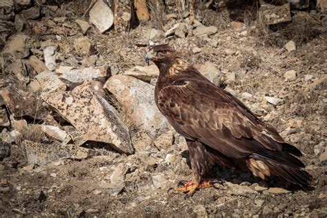 Golden Eagle | Audubon Field Guide