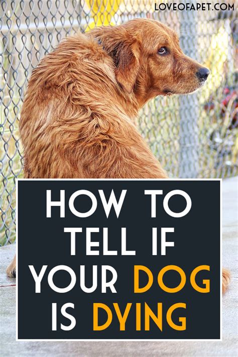 How to Tell If Your Dog Is Dying: 8 Signs - Love Of A Pet