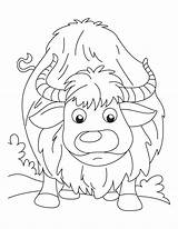Yak Coloring Page For Kids sketch template
