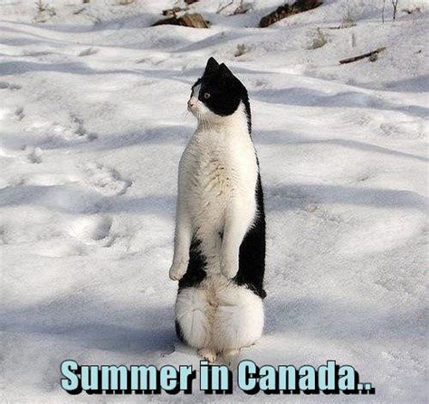 Summer in Canada.. - Lolcats - lol | cat memes | funny cats | funny cat pictures with words on ...