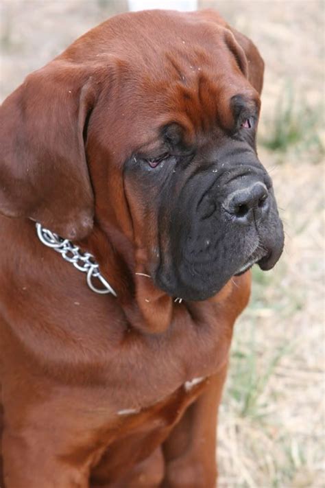 55 best Korean Mastiff (the Dosa) images on Pinterest | Korean, Dog breeds and Image search