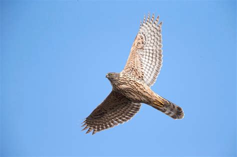 Juvenile Goshawk