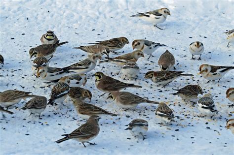 Winter Bird Feeding Tips - BSBO