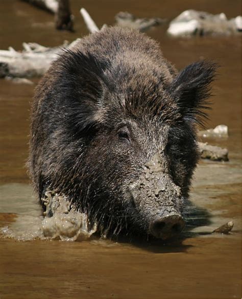 Wetland Pests – Clean Rivers Trust