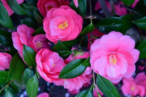 The Best Soil For Camellias - A Growers Guide To Glossy Foliage And ...