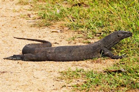 Land Animals Of Zanzibar - zanzibar.eco